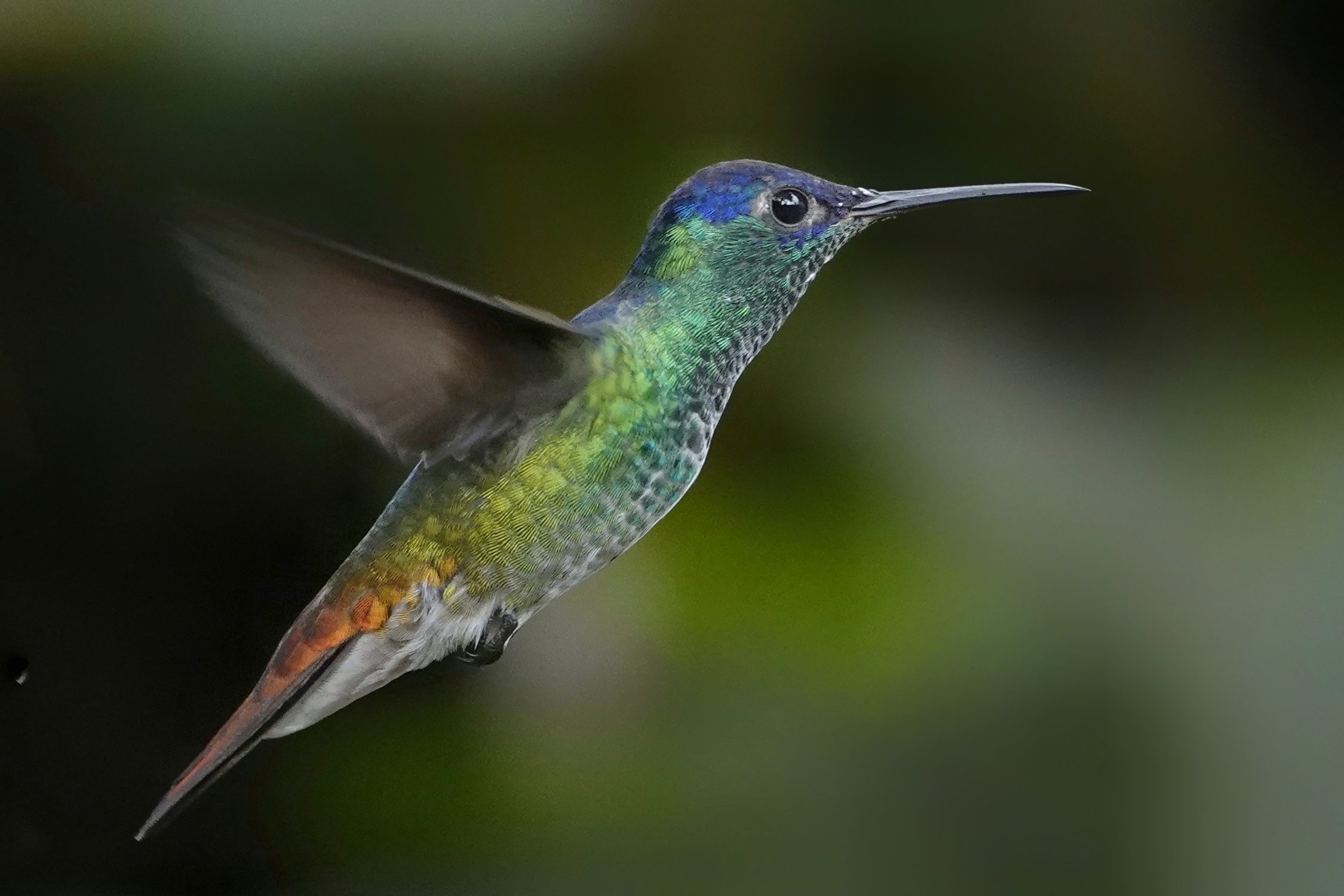 Colibri en mouvement